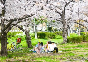 Cherry picnic