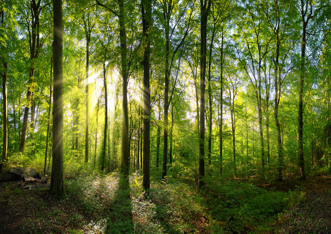 Les actifs forestiers : les alliés beauté naturels.